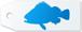 Rockfish