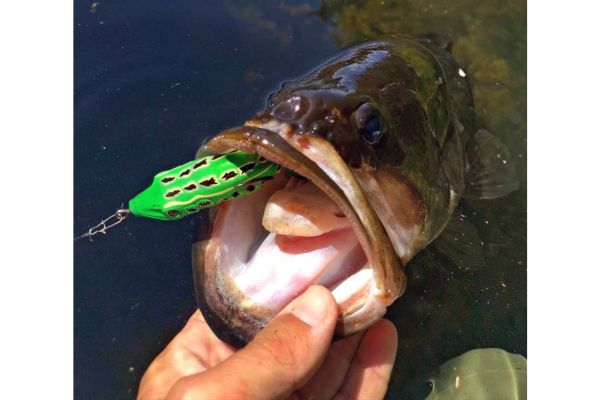 SAKURA Bubble Frog F