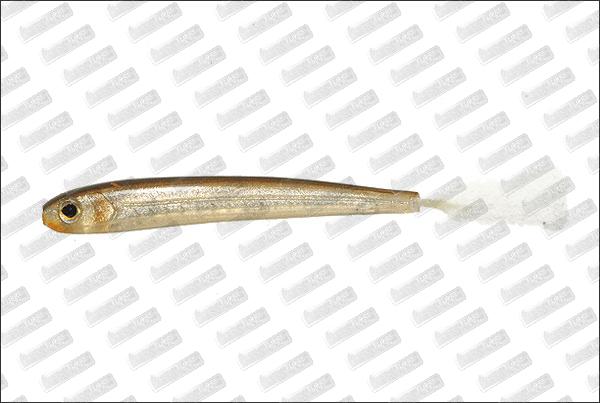 IMAKATSU Rainbow Shad 3'' #S-208