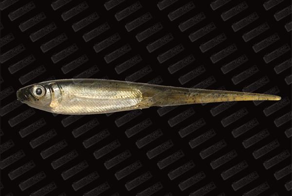 IMAKATSU Flash Needle Shad 4'' #282