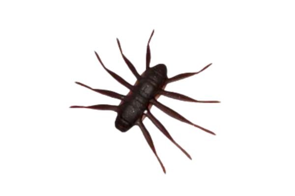 BAUM Bofu 55 #006 Zarripernong