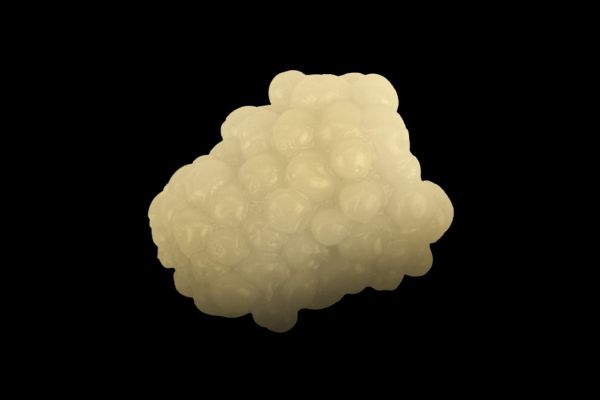 FISHUP Mûre #502 White Mulberry